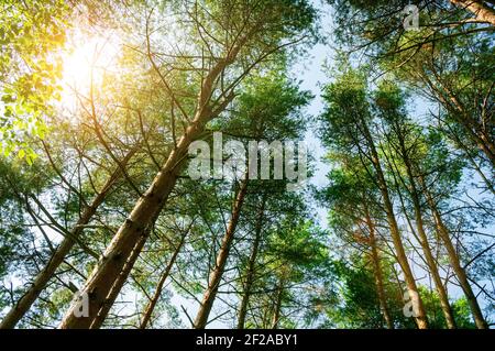 Waldlandschaft, Baumkronen gegen blauen Himmel, Waldhintergrund mit grünen Kiefern, die sich bis zum Himmel erstrecken Stockfoto