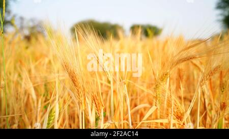 Weizenfeld in Indien. Ohren von goldenen Weizenpflanzen mit Sonnenuntergang Landschaft. Reifende trockene Ohren von Weizenfeld. Erntegut der Wintersaison Stockfoto