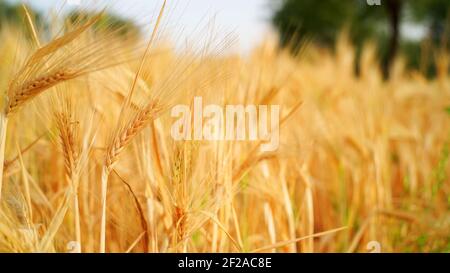 Weizenfeld in Indien. Ohren von goldenen Weizenpflanzen mit Sonnenuntergang Landschaft. Reifende trockene Ohren von Weizenfeld. Erntegut der Wintersaison Stockfoto