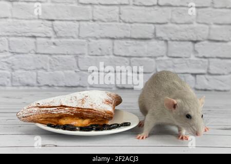 Eine niedliche graue dekorative Ratte nimmt einen Bissen Backwaren oder Kuchen. Nagetier frisst Nahaufnahme. Stockfoto