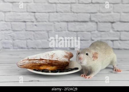 Eine niedliche graue dekorative Ratte nimmt einen Bissen Backwaren oder Kuchen. Nagetier frisst Nahaufnahme. Stockfoto