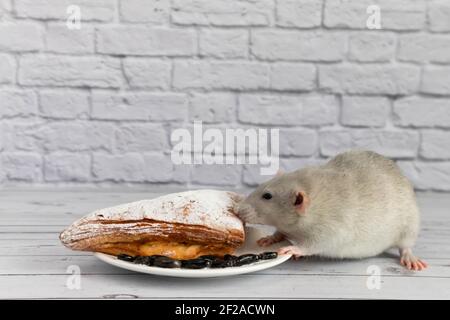 Eine niedliche graue dekorative Ratte nimmt einen Bissen Backwaren oder Kuchen. Nagetier frisst Nahaufnahme. Stockfoto