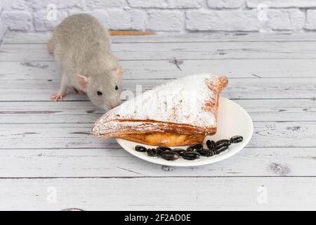 Eine niedliche graue dekorative Ratte nimmt einen Bissen Backwaren oder Kuchen. Nagetier frisst Nahaufnahme. Stockfoto