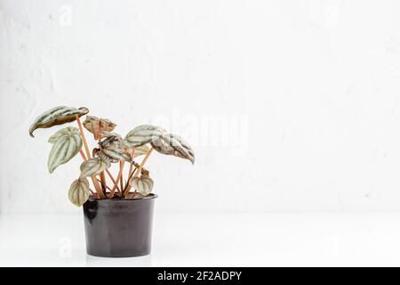 Peperomia caperata Silberfrost im Kindertopf, junge Zimmerpflanze, dunkelgrün mit silberschimmernden Blättern auf violetten Stielen. Urbane Dschungelhaushälter Stockfoto