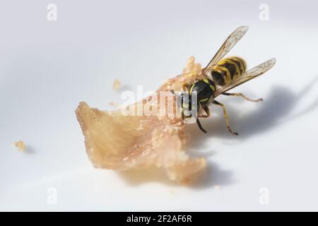 Wespe isst Schinken auf einem weißen Teller, im Sommer lästig von Wespen kann gefährlich sein, um Outdoor-Quellen von Lebensmitteln, Makro-Schuss, Kopierraum, ausgewählte FOC Stockfoto