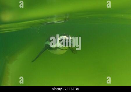 Berlin, Deutschland. März 2021, 11th. Ein Pinguin schwimmt im Zoo durch das Wasser. Quelle: Paul Zinken/dpa-Zentralbild/dpa/Alamy Live News Stockfoto