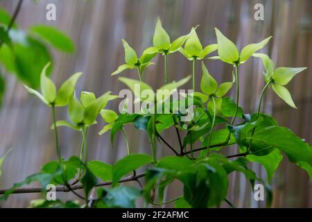 Einige frische Pflanzen im japanischen Garten in Potsdam (mit Bonsai-Bäumen und -Pflanzen) im April 20 Stockfoto