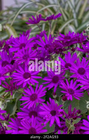 Viele intensive violette Gänseblümchen in Blüte Stockfoto