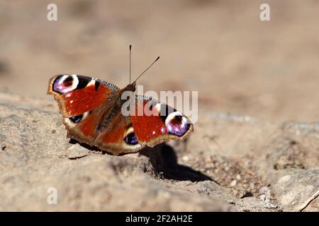 Pfauenschmetterling (Aglais io) auf dem Boden sitzend Stockfoto