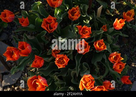 Seltene orange Tulpen in Blüte Draufsicht, Frühlingskonzept Stockfoto
