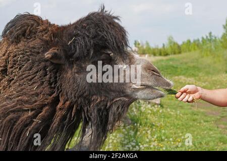 Kamelfütterung mit Gras ist beliebte Aktivität im Zoo, man Hand Stockfoto
