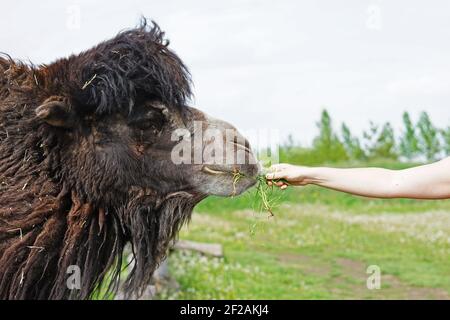 Kamel Fütterung mit Gras ist beliebte Aktivität im Zoo, Frau Hand Stockfoto