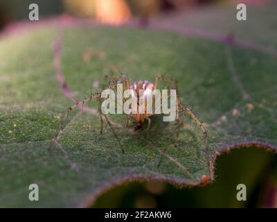 Makrofotografie von der Vorderseite einer Luchsspinne mit einer Fliege im Kiefer, aufgenommen in einem Garten in der Nähe der Kolonialstadt Villa de Leyva, Kolumbien. Stockfoto