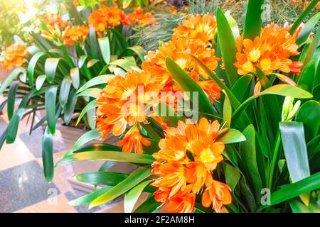 Frühjahrsblüte von orangen Blütenständen der clivia Pflanze in Das Gewächshaus Stockfoto