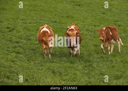 Guernsey Vieh im Freien in einem Feld von Gras. Stockfoto