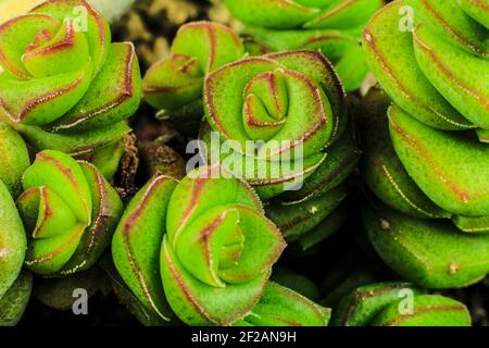 Schöne Crassula Perforata Sukkulente Pflanze im Garten Stockfoto