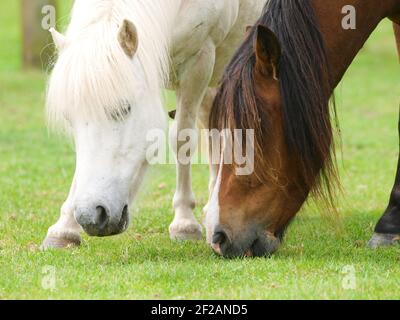 Eine Nahaufnahme von zwei Pferden, die dicht beieinander auf kurzem Sommergras grasen. Stockfoto