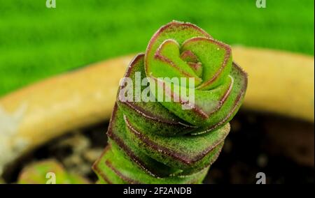 Schöne Crassula Perforata Sukkulente Pflanze im Garten Stockfoto