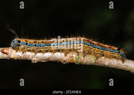 Bunte haarige Raupe der Lackey Moth, Malacosoma neustria, kriechend auf einem Zweig Stockfoto