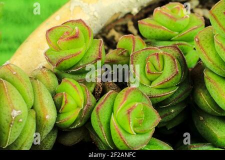 Schöne Crassula Perforata Sukkulente Pflanze im Garten Stockfoto