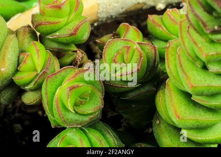 Schöne Crassula Perforata Sukkulente Pflanze im Garten Stockfoto