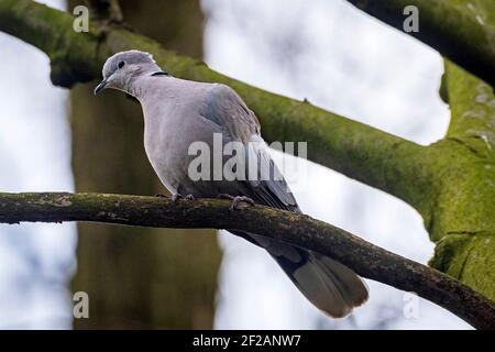Halsbandtaube in einem Baum. Stockfoto