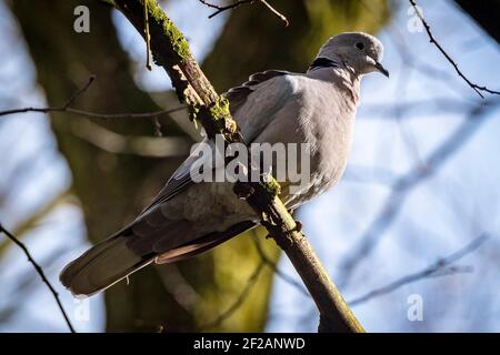 Halsbandtaube in einem Baum. Stockfoto