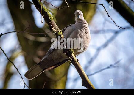 Halsbandtaube in einem Baum. Stockfoto