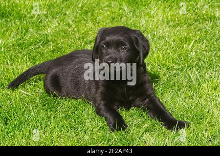 Porträt eines 10 Wochen alten schwarzen Labrador Welpen auf einer Wiese. Stockfoto