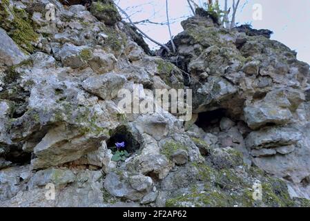 STENICNJAK STARI GRAD RUINEN IN KROATIEN Stockfoto