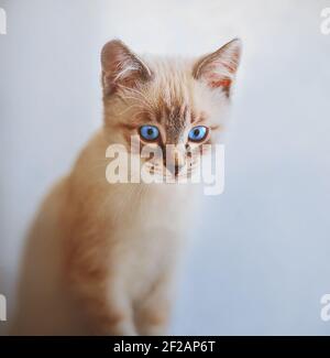 Ein süßes kleines tabby Thai Kätzchen mit leuchtend blauen Augen sitzt und sieht überrascht aus. Ein Haustier. Stockfoto