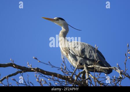 Graureiher (Ardea cinerea) in einem Baumkraut im St James's Park, London. März Stockfoto