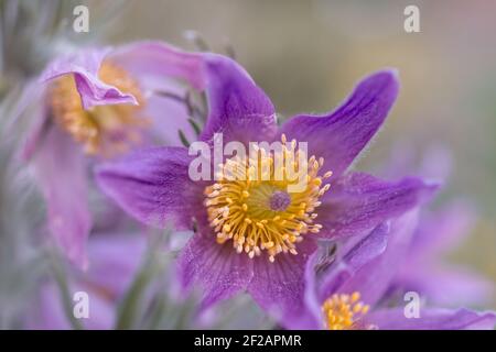 Pulsatilla patens Blume Nahaufnahme blüht im Garten Stockfoto