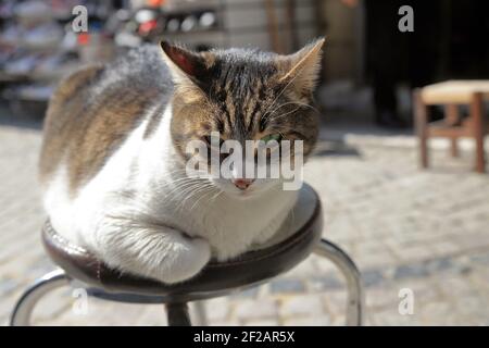 Übergewichtige tabby Katze sitzt an einem Hocker im Freien an einem sonnigen Tag in der Mitte einer gepflasterten Straße. Stockfoto