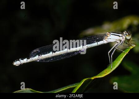 Weibliche Gemeine blaue Damselfliege, Enallagma cyathigerum, Essen ein Insektenraub Artikel Stockfoto