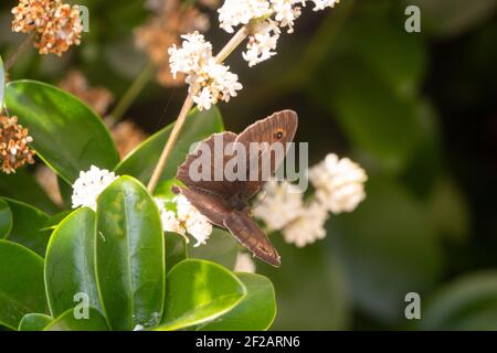 Wiese braunen Schmetterling bestäuben eine Blume in einem Garten Stockfoto