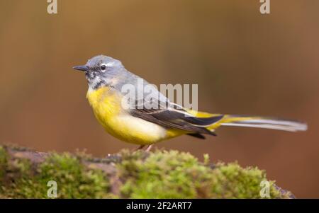 Seitenansicht Nahaufnahme eines wilden, britischen Steinstelzenvogels (Motacilla cinerea), der isoliert im Freien auf natürlichem Moos steht. Stockfoto