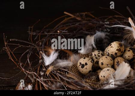 Wachteleier. Schwarzer Holzhintergrund. Draufsicht. Stockfoto