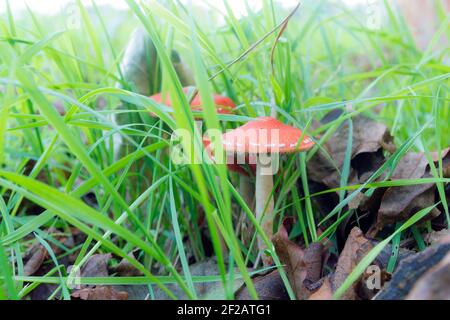 Kleiner, rot bedeckter Toadhocker, versteckt im Gras Stockfoto