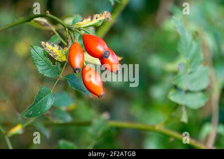 Hagebutte Beeren auf einem Zweig Stockfoto