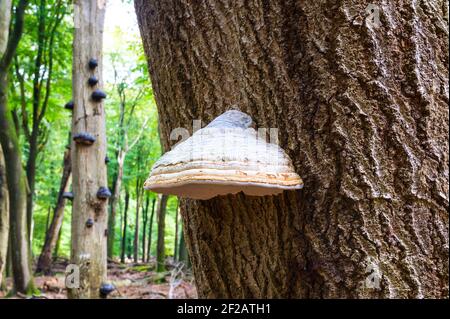 Zunder-Pilz, Fomes fomentarius, auf einer Buche Stockfoto