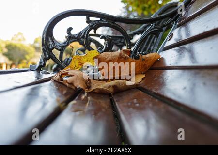 Gefallene Blätter auf brauner Parkbank in Herbstfarben Stockfoto