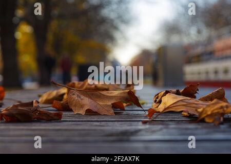 Gefallene Blätter auf Holzsteg, Blätter, Blatt, wodden, Gehweg, kanal, Barge, Herbst, Herbst, braun, Gelb, Bäume Stockfoto