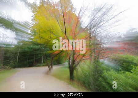 Abstraktes Bild von Bäumen in Herbstfarben, verschwommene Linien, die zur Mitte führen, Psychedelic Bäume, Laub, Äste, Kaleidoskop, Halluzinationen Stockfoto