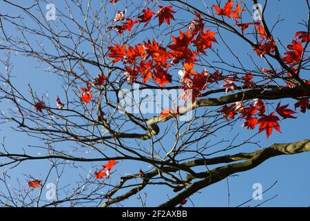 Herbst Rote Leafs auf Ästen mit blauem Himmel als Hintergrund, rotes Blatt, Baumzweig, Laub, blauer Himmel, Ahorn, Herbst, November, Oktober Stockfoto