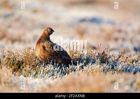 Weibchen Rothuhn (Lagopus lagopus scotica) unter mattierten Heidekraut in warmen Morgenlicht. Seitenansicht mit gedrehten Kopf. Stockfoto