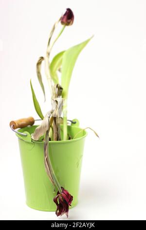 Verwelkte Blumen. Rot verblasste Tulpen in grünen Topf Nahaufnahme auf weißem Hintergrund.Fokus auf die untere Tulpe.Konzept der Krankheit und Alterung. Stockfoto