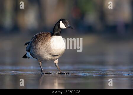 Eine Kanadische Gans (Branta canadensis), die auf dem Eis läuft. Stockfoto