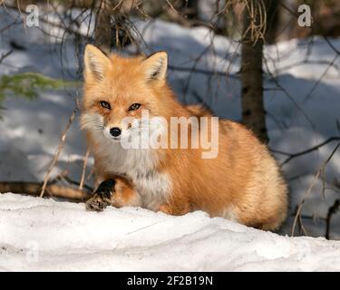 Rotfuchs Nahaufnahme Blick auf Kamera in der Wintersaison in seiner Umgebung und Lebensraum mit Schnee und Ästen Hintergrund. Fox-Bild. Bild. Hochformat Stockfoto