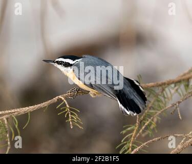 Nahaufnahme eines Nuthatch-Profils, das auf einem Baumzweig thront und Federgefieder zeigt und den Schwanz in seiner Umgebung und seinem Lebensraum ausbreitet. Bild. Bild. Stockfoto